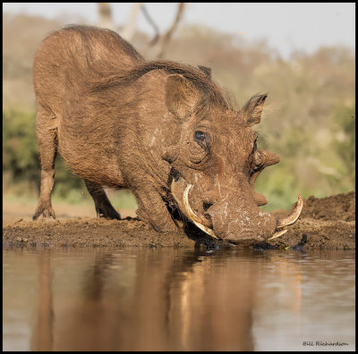 waethog boar.jpg