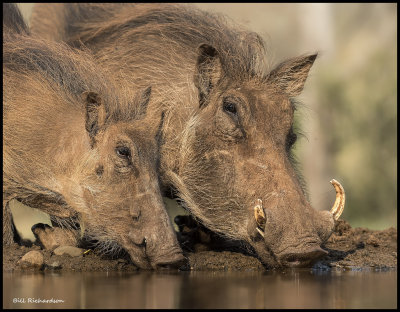 waethog sow and piglet.jpg