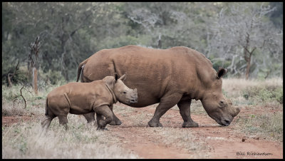 rhino w calf.jpg