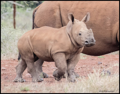 rhino calf.jpg
