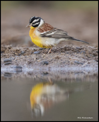 Golden Breasted Bunting.jpg