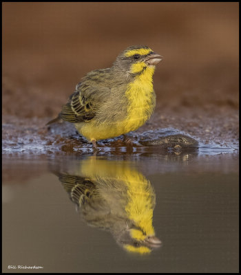 Yellow Fronted Canary2.jpg
