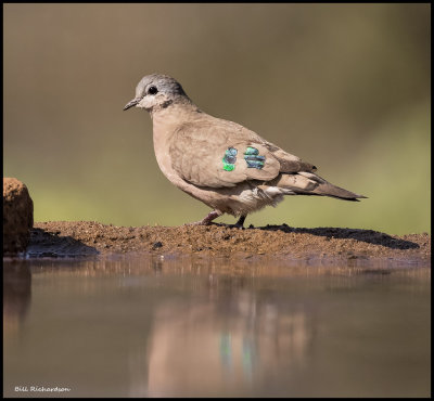 Emerald Spotted Wood Dove.jpg