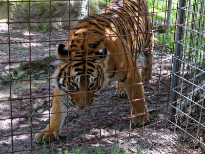 Big Cat Rescue - Tampa, Florida