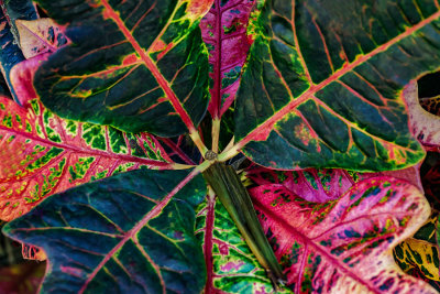 A7r_26619_NaturalPalette.jpg