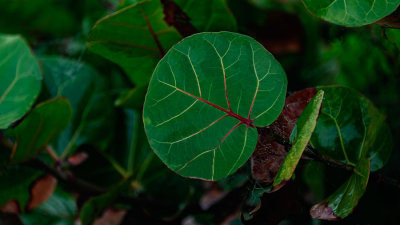 D52_4747_SeaGrapeLeaves.jpg