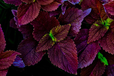 g10/52/2852/3/165944506.0hPTpurl.jpg
