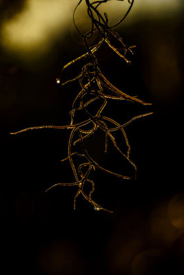 A7r_26906_SpanishMossAtItsBest.jpg