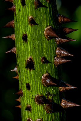 A7r_26920_CantBeTooCareful.jpg