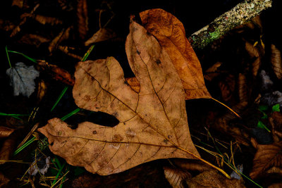 D850_0709_StillTogether.jpg