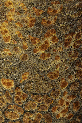 D53_0211_RustedOrRustic.jpg