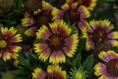 D53_1447_EffectiveColor.jpg