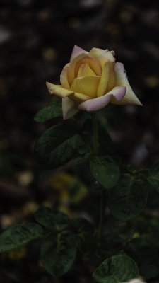 D53_1453_ARoseIsARose.jpg