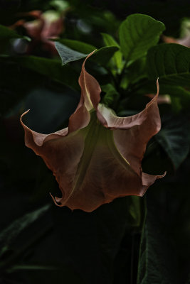 D53_1564_Mature.jpg