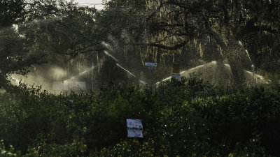 jD53_3676_Watering.jpg