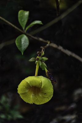 kD53_3772_Flowering.jpg