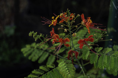 mD53_3778_StandingOut.jpg