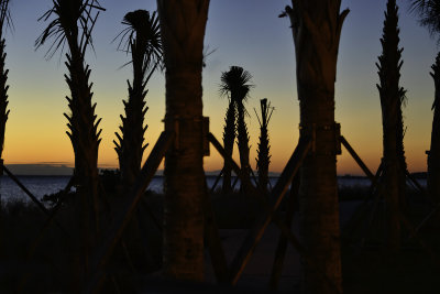 nZ71_1716_MorningTrees.jpg