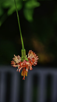 nZ71_1827_FlashyFloral.jpg