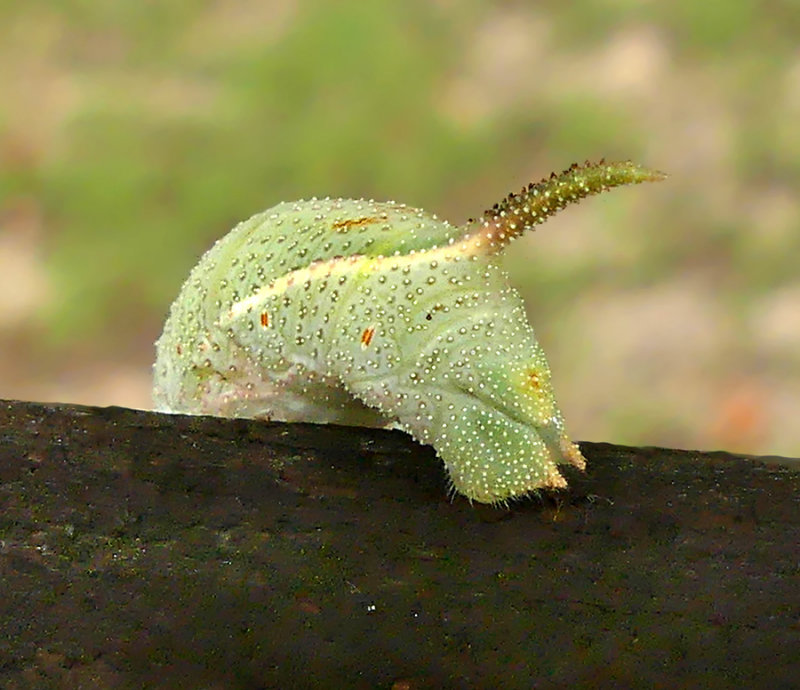 Rustic Sphinx  Caterpillar Tail (7778)