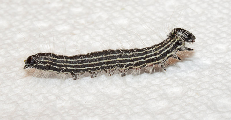Anguss Datana Moth Caterpillar (7903)