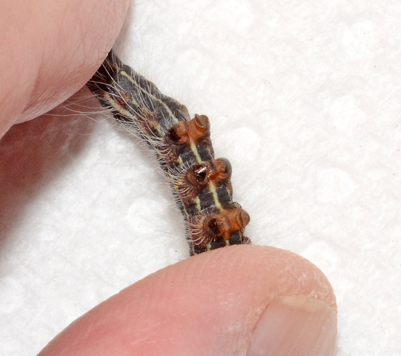 Anguss Datana Moth Caterpillar (7903)