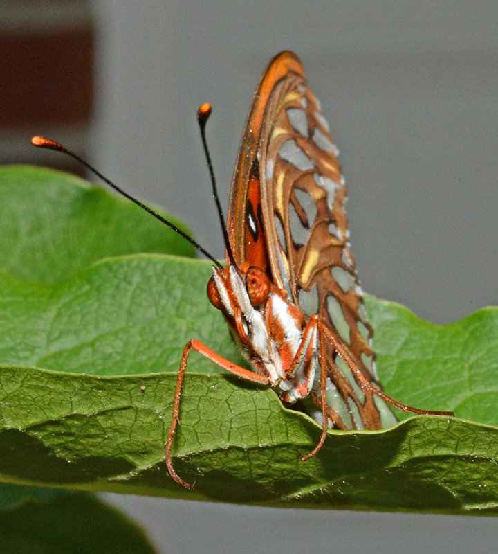 Anterior view of head and antennae