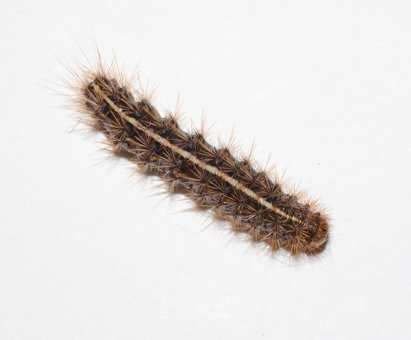 Harnessed Tiger Moth Caterpillar (8169)