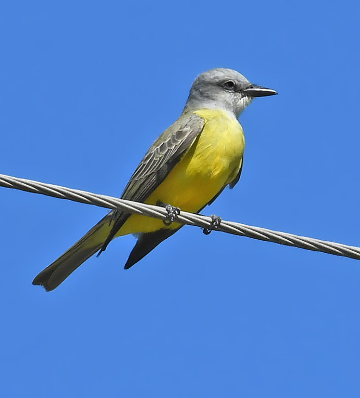 Couchs Kingbird 