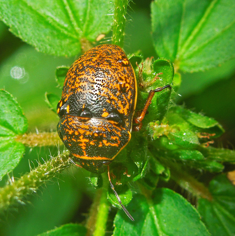Shield-backed Bug