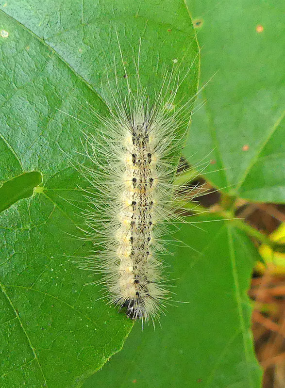 Fall Webworm Moth Caterpillar (8140)