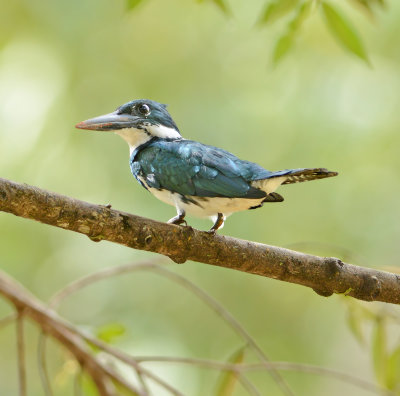 Amazon Kingfisher 