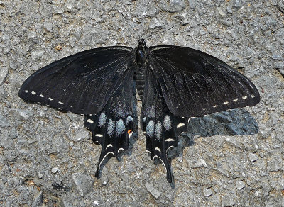 Tiger Swallowtail Female Black Form 