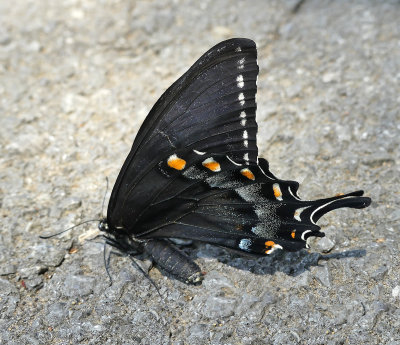 Eastern Tiger Swallowtail Female Black Form 
