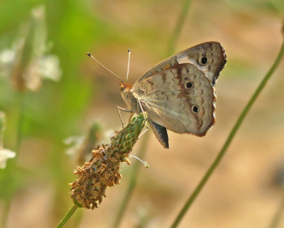 Common Buckeye