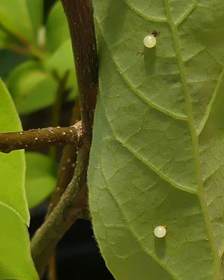 Spicebush Swallowtail Eggs 