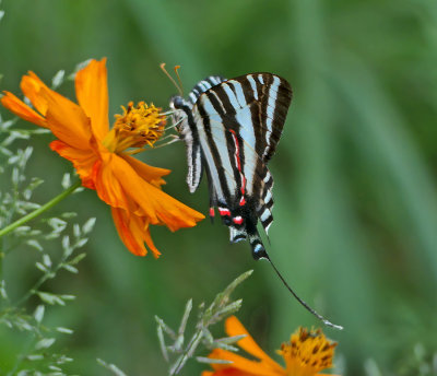 Zebra Swallowtail 