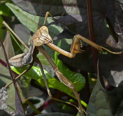 Juvenile Chinese Mantid Late Instar Nymph