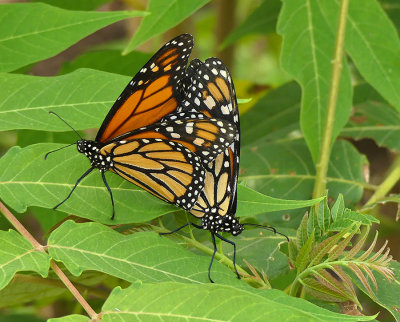 Monarch Mating Pair