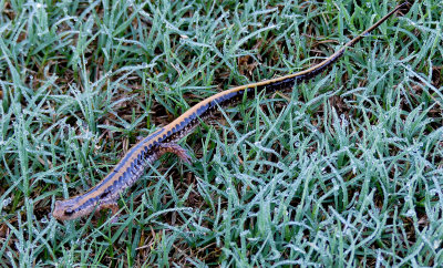 Three-lined Salamander 