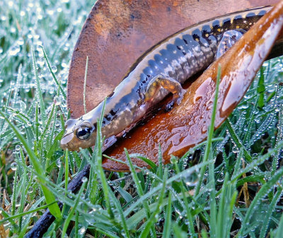 Three-lined Salamander