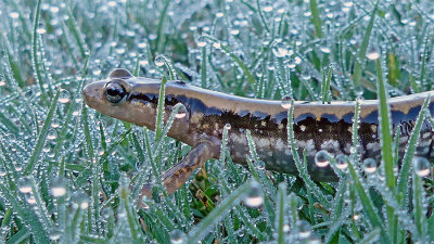 Three-lined Salamander 