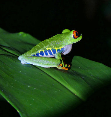 Red-eyed  Tree Frog