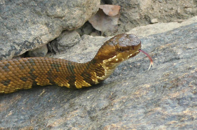 Eastern Cottonmouth (Juvenile)