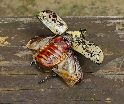 Eastern Hercules Beetle