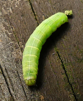 Green Cutworm Moth Caterpillar (10911)