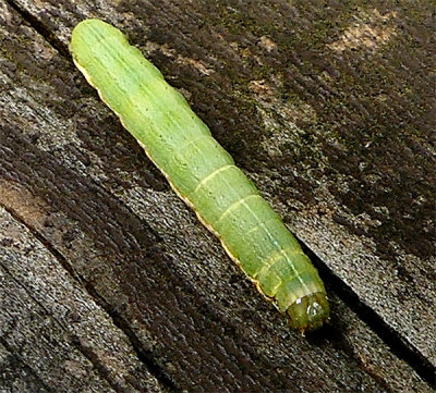 Green Cutworm (10911)