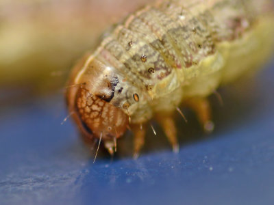 Fall Armyworm Moth Caterpillar (9666)