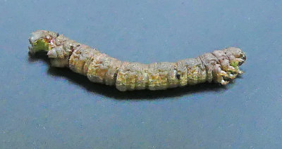 Large Maple Spanworm Caterpillar (6982)