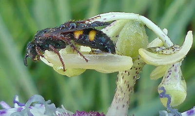 Scolia nobilitata 